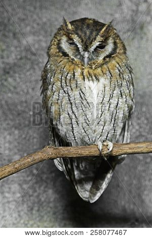 A Tropical Screech Owl, Megascops Choliba, Perched