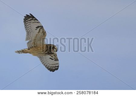 A Short-eared Owl, Asio Flammeus, In Flight