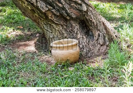 Old Pot Near Tree, Archaeological Park Of Shiloh, Israel