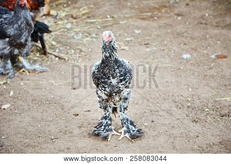 Chicken Cochin China In The Natural Habitat