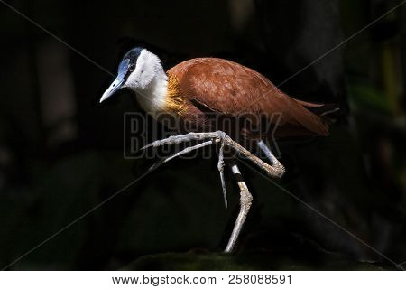 An African Jacana, Actophilornis Africanus With Large Webbed Foot