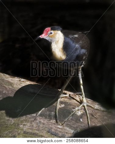 View Of An Alert Comb-crested Jacana, Irediparra Gallinacea