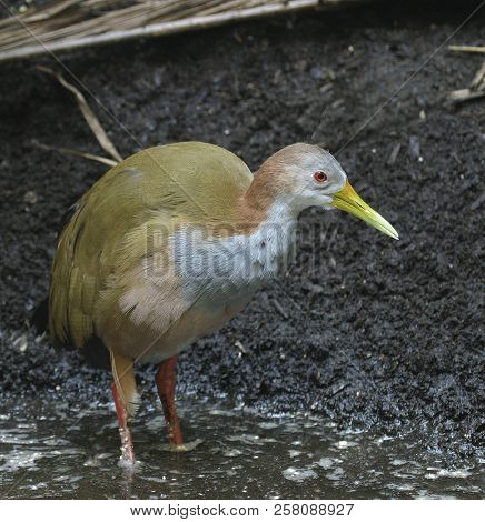 A Giant Wood Rail, Aramides Ypecaha In Marsh