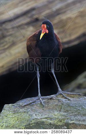 View Of A Relaxed Wattled Jacana, Jacana Jacana
