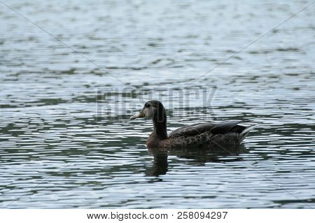 Beautiful Duck Swimming On The Drawsko Lake In Poland.