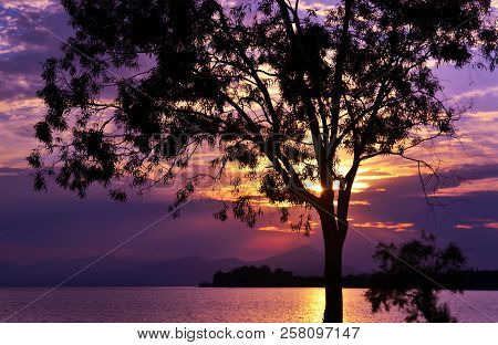Purple Sunset Scenery Behind The Silhouette Tree At Dreams Island Eretria Euboea Greece
