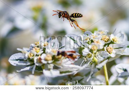 A Wild Wasp Flying Over White And Yellow Flowers