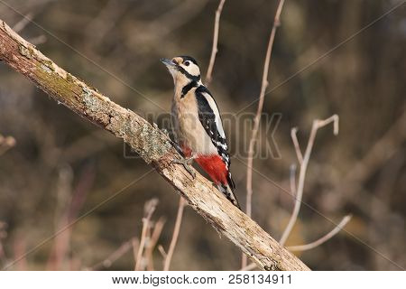 Great Spotted Woodpecker (dendrocopos Major) Sits On A Branch In The Forest In A Natural Habitat: A 