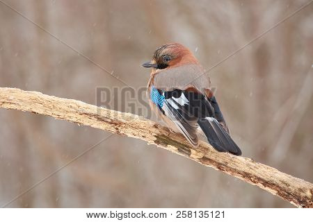 Eurasian Jay (garrulus Glandarius) Sits On A Branch Under The Falling Snow Of A Beginning Blizzard.