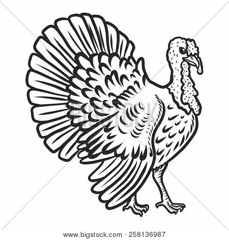 Turkey Cock Icon. Hand Drawn Illustration Of Turkey Cock Vector Icon For Web Design