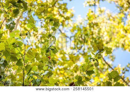 Close Up On A Plane Tree With Its Yellow And Green Leaves, In Autumn. Also Known As Sycamore, Or Pla