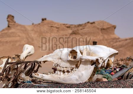Camel Skull In The Ong Jemel Desert In Tunisia