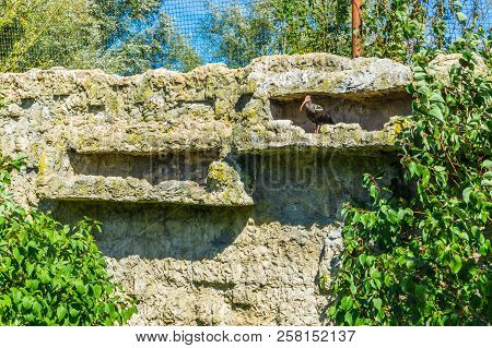 Bald Black Hermit Ibis Bird In His Stone Wall Hideout