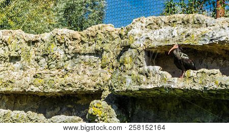 Bald Black Hermit Ibis Bird Close Up In His Stone Wall Hideout