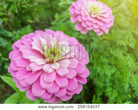 The Beautiful Pink Chrysanthemum Flower In The Garden