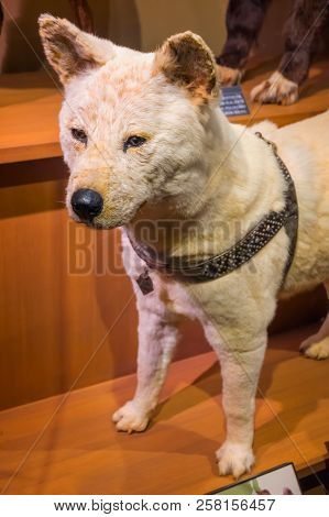 Tokyo, Japan - April 29 2018: Hachiko, A Faithful Akita Inu Dog That Remarkable Loyalty To His Owner
