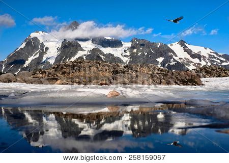 Bold Eagle Flying Over Snowcapped Mountains And Reflection In Little Alpine Lake. Summer Hiking On A