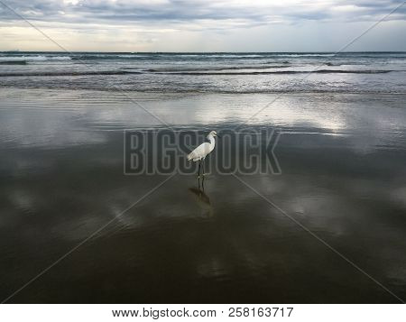 Bird Searches For Food On The Edge Of The Beach During Low Tide At Sunset.