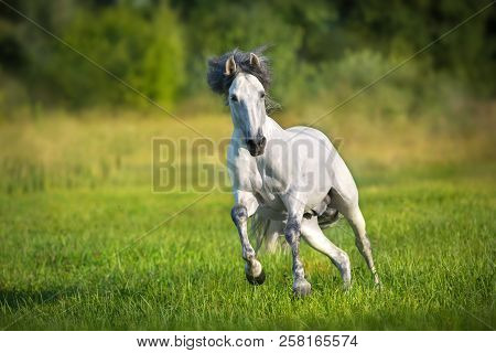White Andalusian Horse Runs Gallop In Summerfield. Pura Raza Espanola