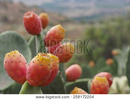 Ripe Fruits Of Prickly Pears - Indian Fig Opuntia (o. Ficus-indica)