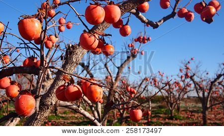 Fresh Persimmons At Fruit Garden, Valencia, Spain