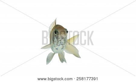 Puntius Brevis(swamp Barb),fresh Raw Fish Isolated On White Background With Clipping Path