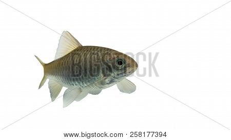 Puntius Brevis(swamp Barb),fresh Raw Fish Isolated On White Background With Clipping Path