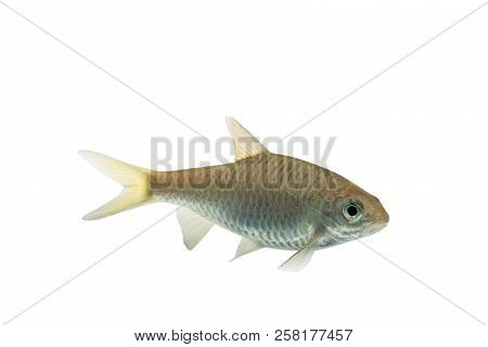 Puntius Brevis(swamp Barb),fresh Raw Fish Isolated On White Background With Clipping Path