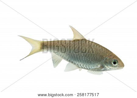 Puntius Brevis(swamp Barb),fresh Raw Fish Isolated On White Background With Clipping Path