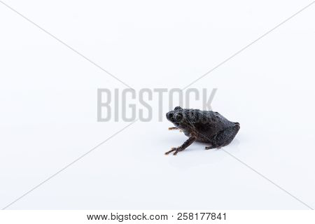 Raorchestes Parvulus On White Background ,amphibian Of Thailand