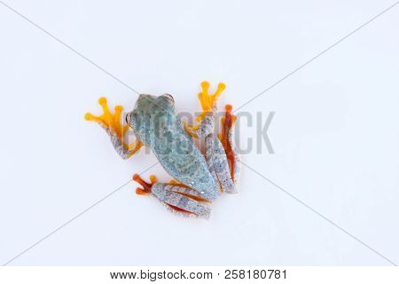 Rhacophorus Bipunctatus (double-spotted Tree Frog, Orange-webbed Tree Frog, Twin-spotted Tree Frog).