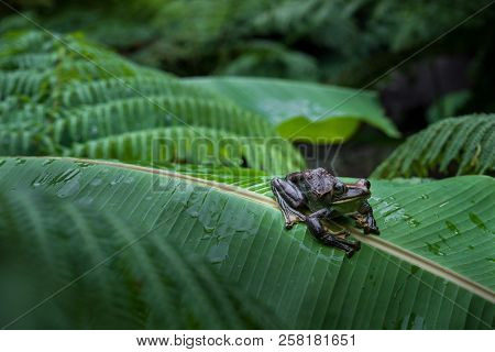 Rhacophorus Feae (feas Tree Frog) ,tree Frog On Large Palm Leaf At Tropical Rainforests In North Tha