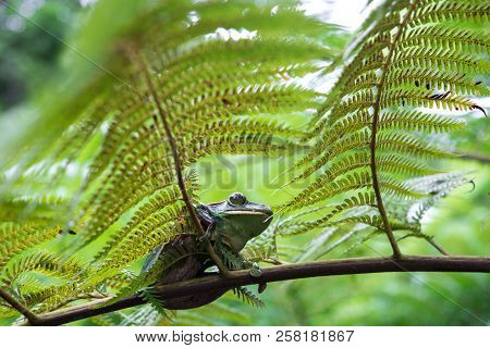 Rhacophorus Feae (feas Tree Frog) ,tree Frog On Large Palm Leaf At Tropical Rainforests In North Tha