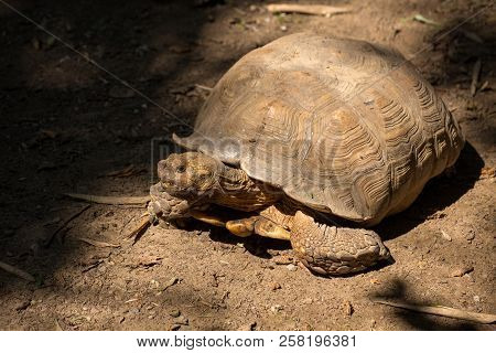 African Spurred Tortoise Is One Of The Largest Species Of Tortoise In The World. North West African 