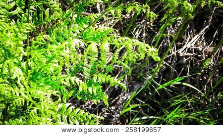 Close Up Of Green Leaves Of Green Fern (polypodiopsida Cronquist) . Nature Background, Floral Concep