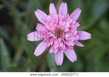 African Daisy In Garden ( Osteospermum Ecklonis ) On Green Background