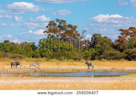 Zebras In African Bush On Waterhole. Moremi Game Reserve, Botswana, Africa Safari Wildlife