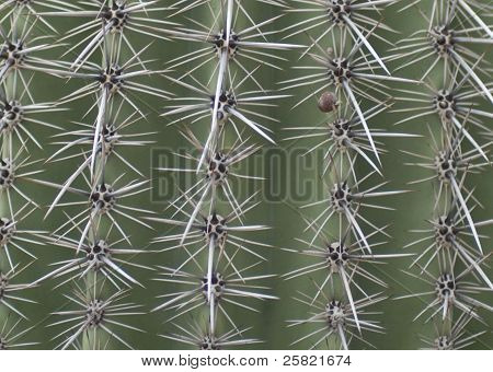 Spine di cactus