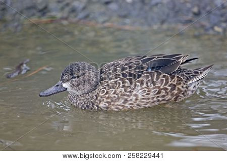 View Of A Female Blue-winged Teal, Anas Discors