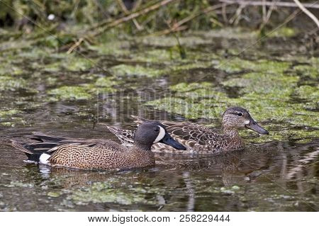 A Male Blue-winged Teal, Anas Discors Swimming