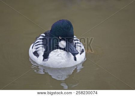 A Male Common Goldeneye, Bucephala Clangula, Close Up