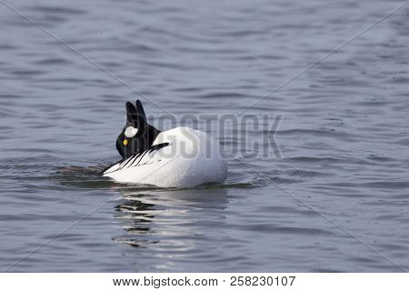 A Male Common Goldeneye, Bucephala Clangula, Display