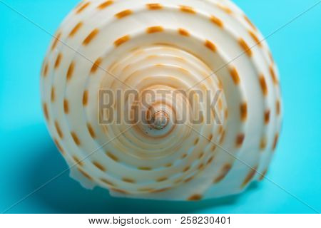 Conch Shell On A Blue Background Focused On The Tip