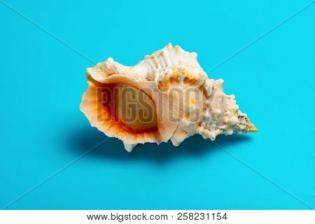 Conch Shell On A Blue Background Horizontal
