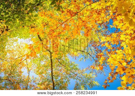 Vibrant Yellow And Green Walnut Fall Tree Foliage Background, Retro Toned