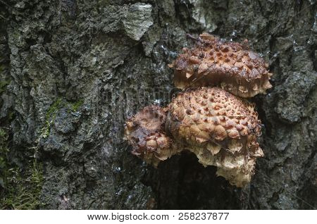 Pholiota Squarrosa Mushroom On A Birch Tree