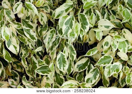 Nature Tropical Top View Of Leaves Alkaline Ficus Benjamina Dark Tone. For Background And Texture.