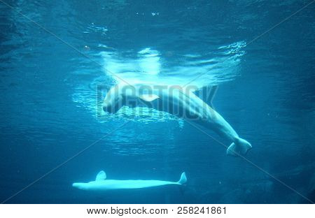 Two Beluga Whales In The Water Playing