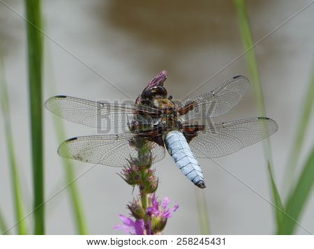 Big Blue Dragonfly On A Branch In The Pond