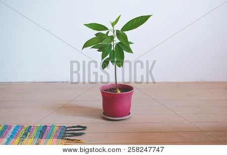 Little Avocado Tree In A Flower Pot On The White Background